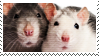 two-rats